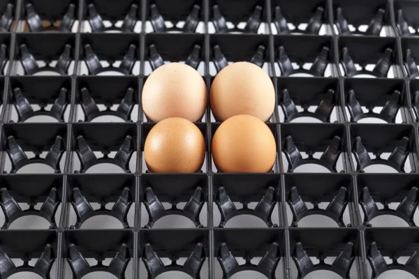 صواني الحضان | Best Poultry Technology