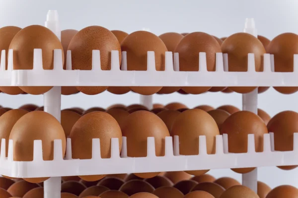 صواني الحضانة | Best Poultry Technology
