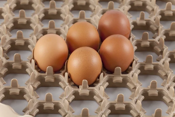 Bandeja de incubadora | Best Poultry Technology