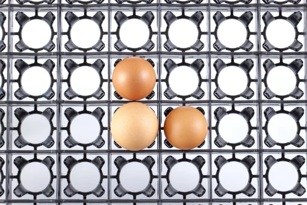 صواني الحضانة | Best Poultry Technology