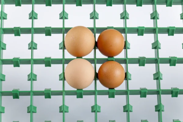 Setter Tray | Best Poultry Technology
