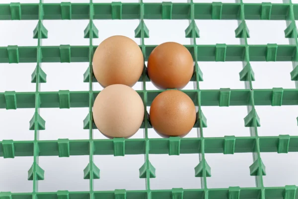 Setter Tray | Best Poultry Technology