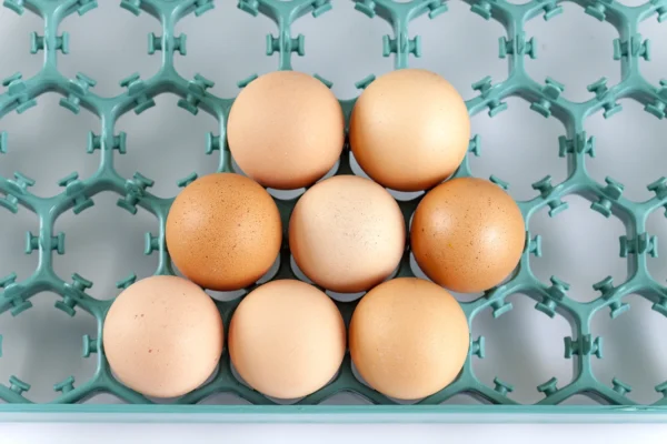 Setter Tray | Best Poultry Technology