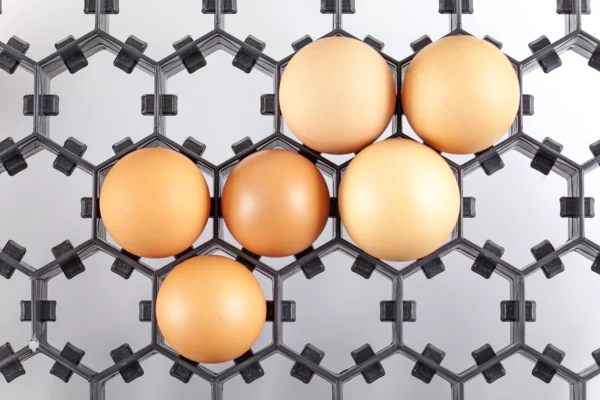 Cassetto di incubazione | Best Poultry Technology