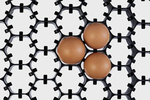 صواني الحضانة | Best Poultry Technology