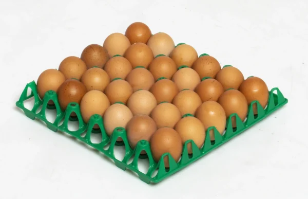 أنظمة نقل البيض | Best Poultry Technology